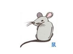 寅时出生的属鼠人命运如何