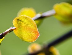 属蛇佩戴什么吉祥物好